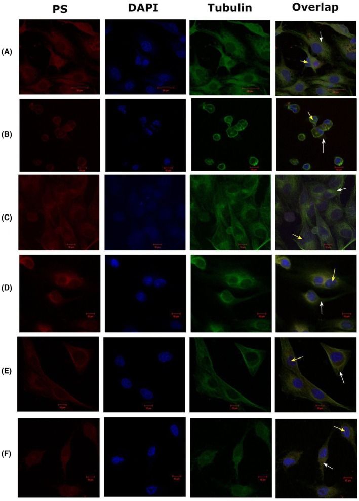 FIGURE 2