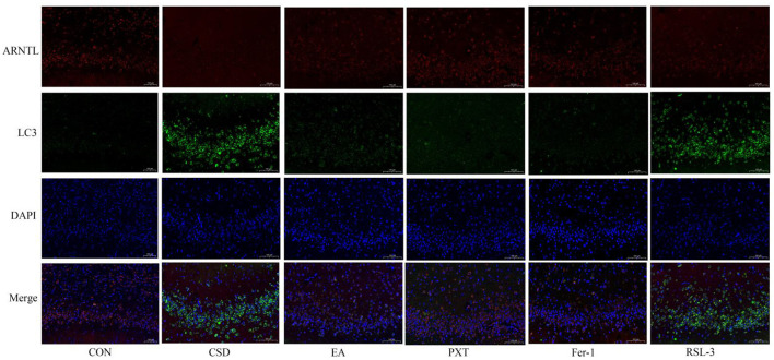 Figure 10