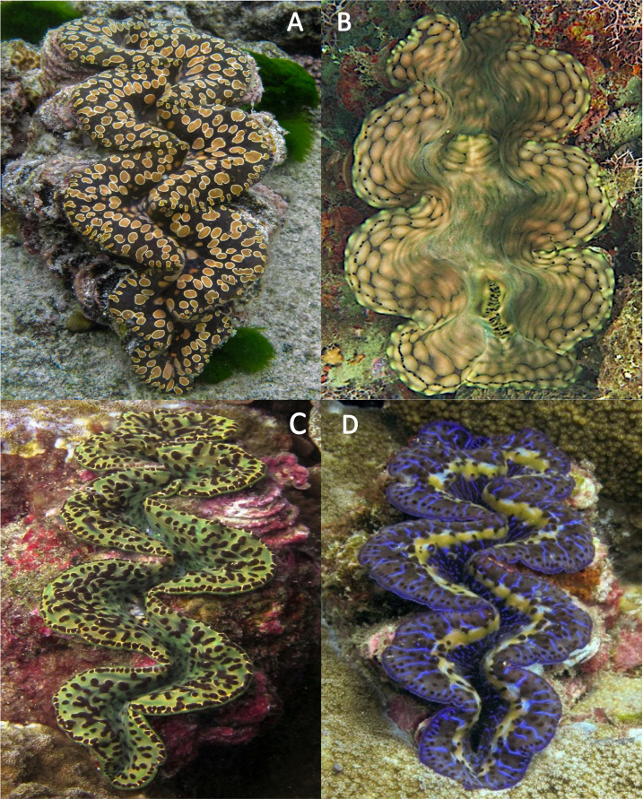 Figure 7