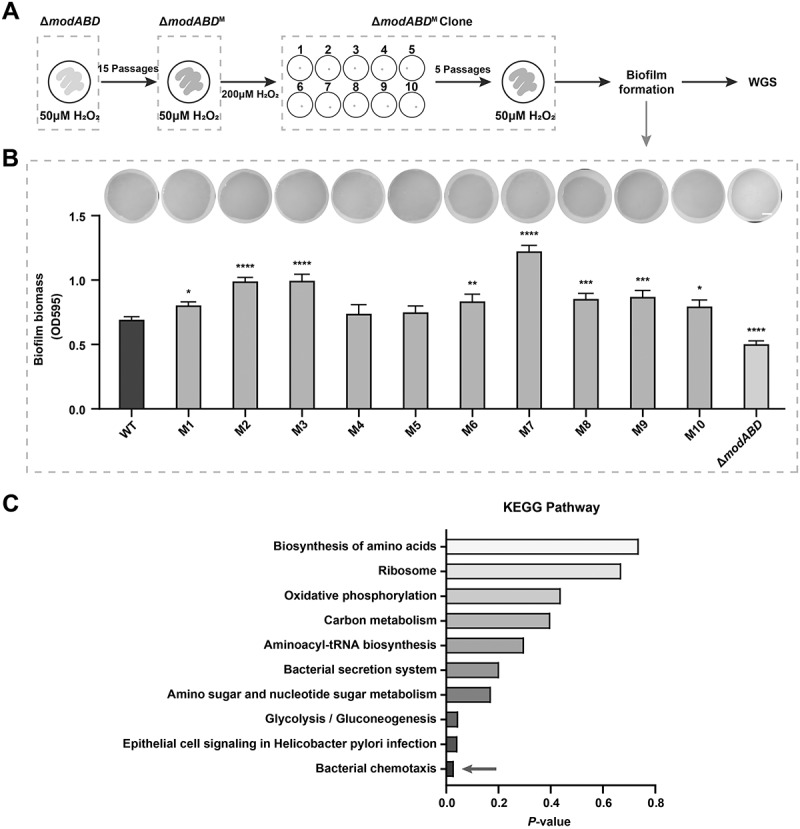 Figure 10
