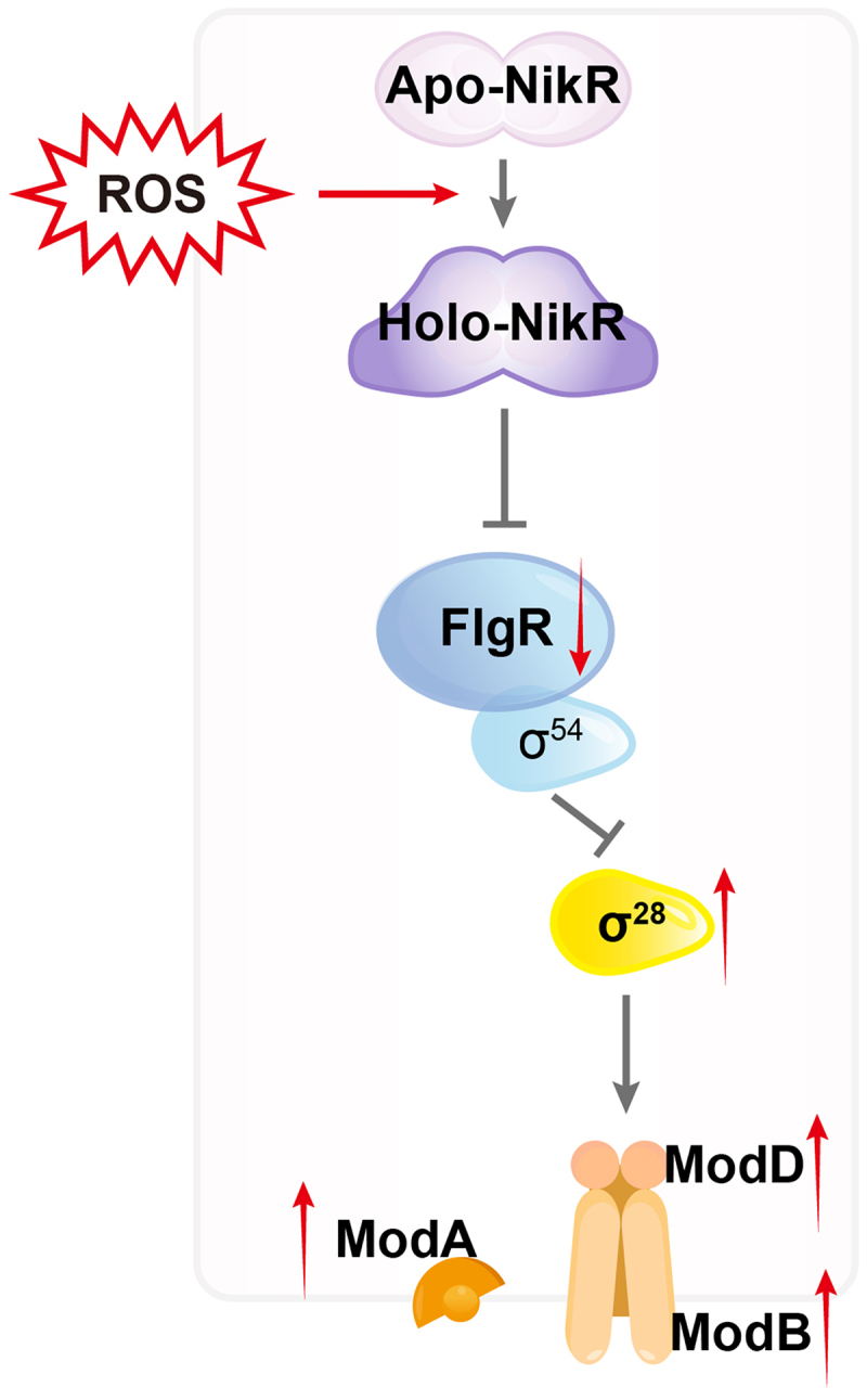Figure 11