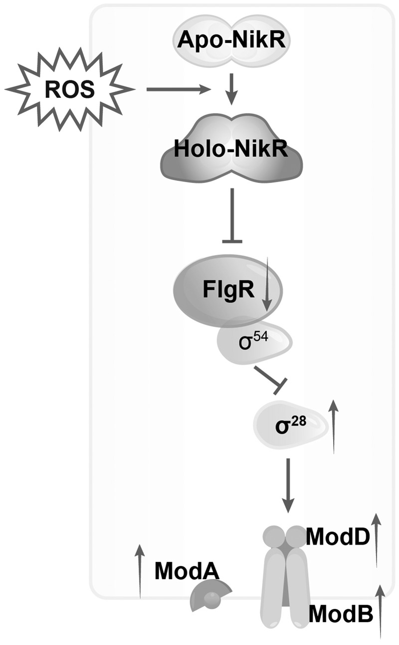 Figure 12