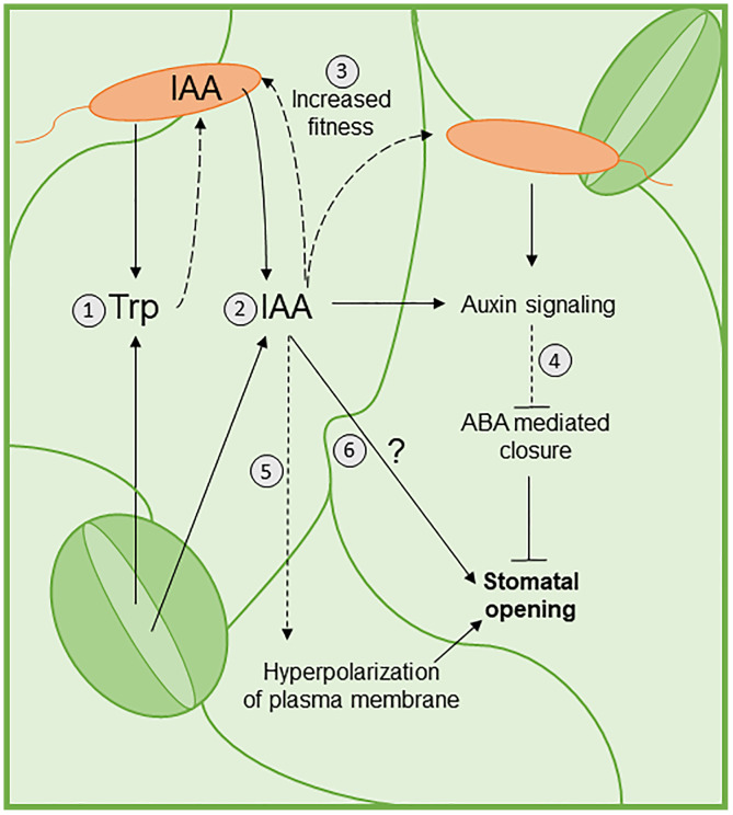 Fig 6