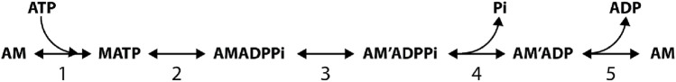 SCHEME 1