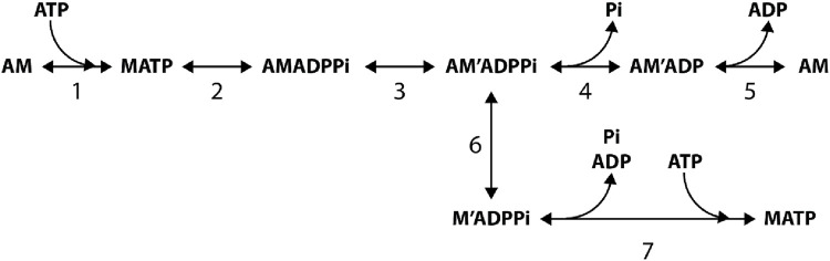 SCHEME 2