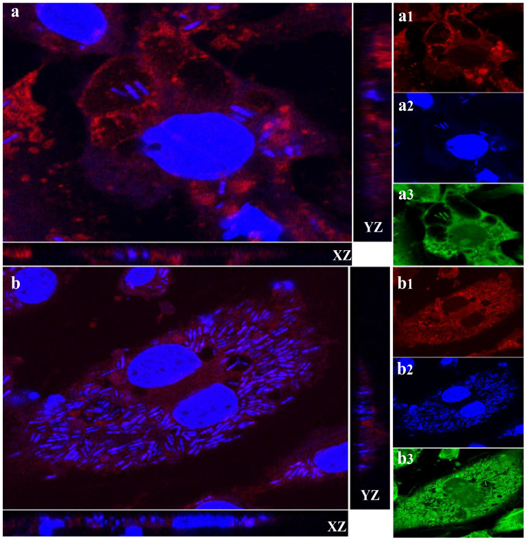 Figure 3