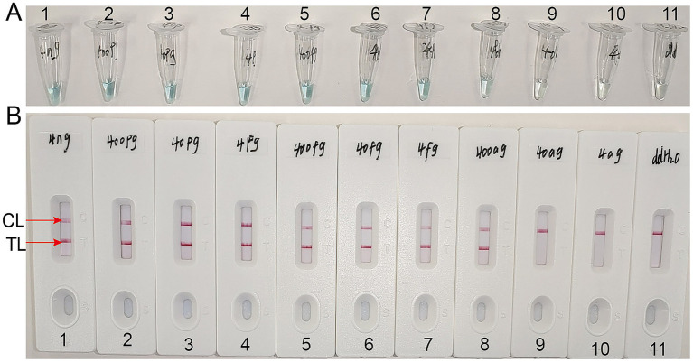 Figure 5