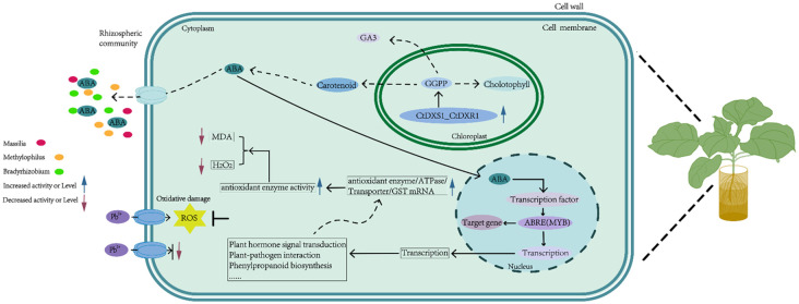 Figure 11