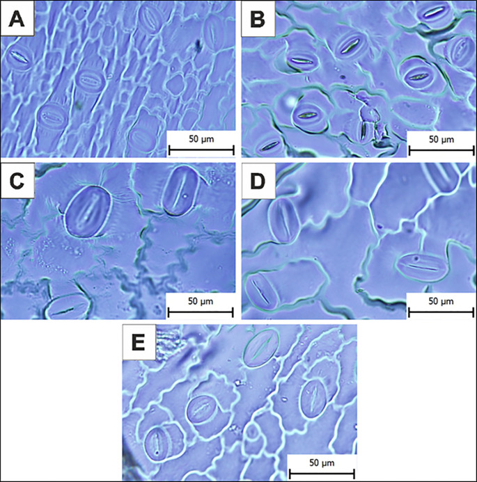 Figure 4