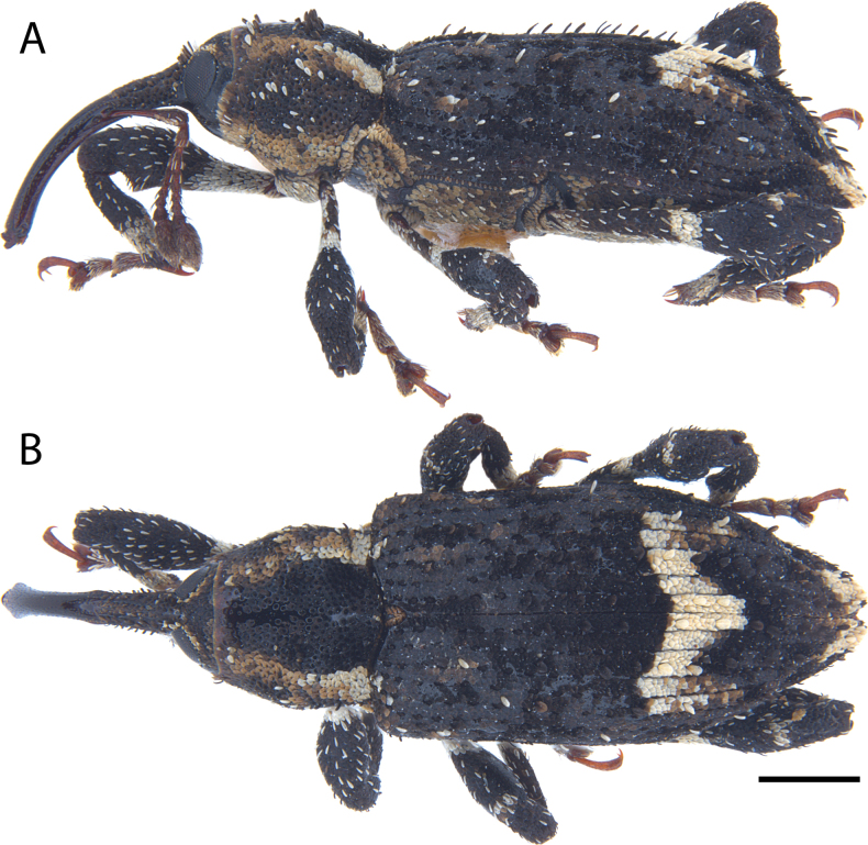 Figure 5