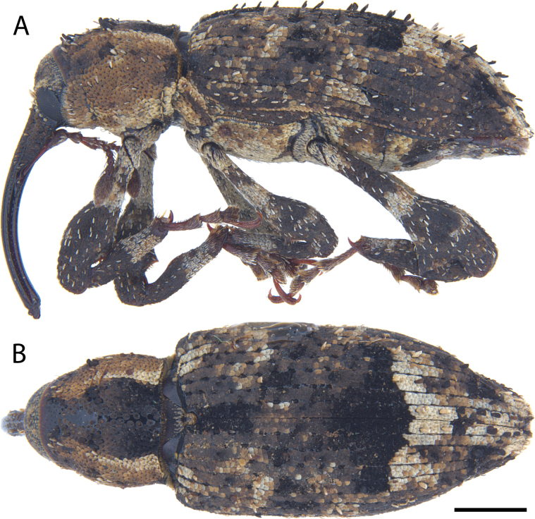 Figure 12
