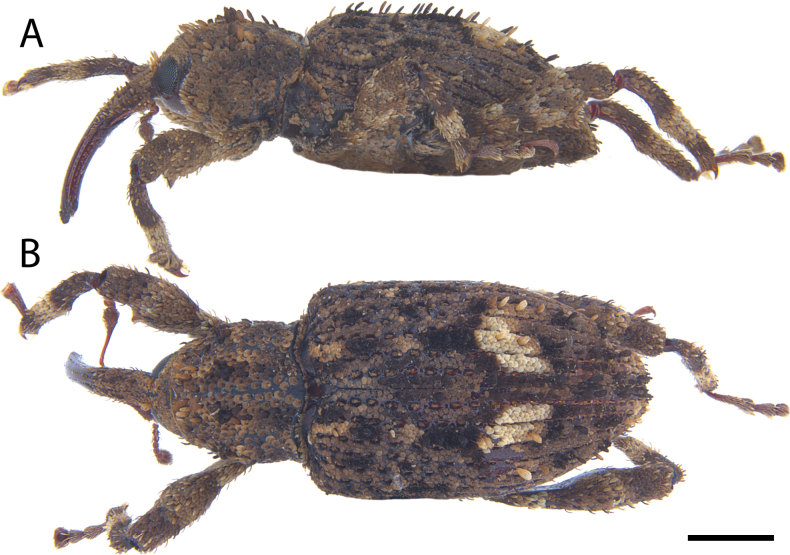 Figure 17