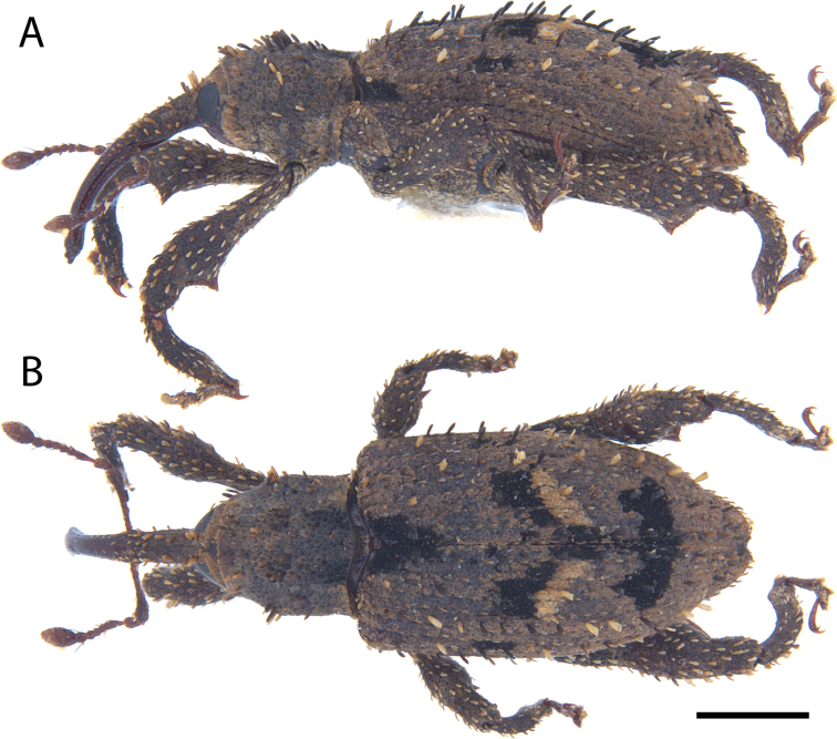 Figure 21