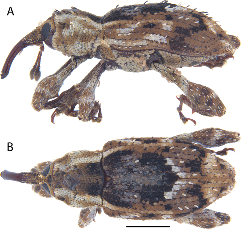Figure 24
