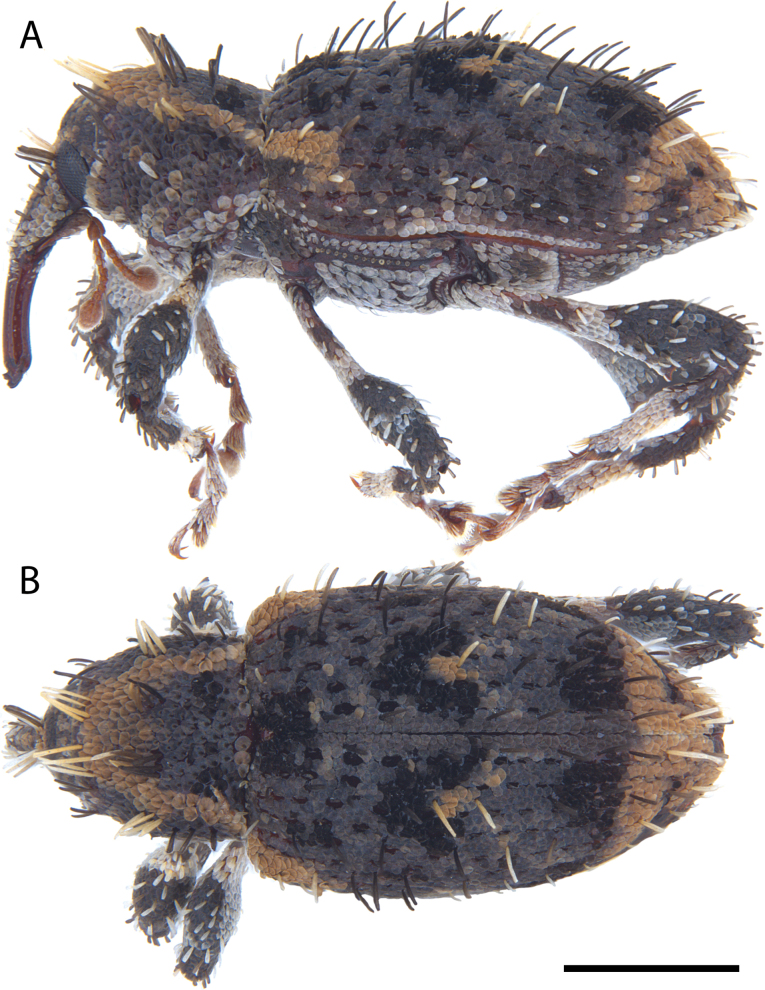 Figure 25