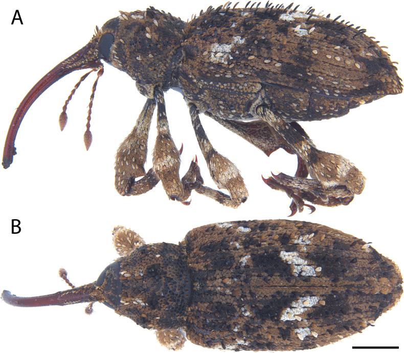 Figure 26