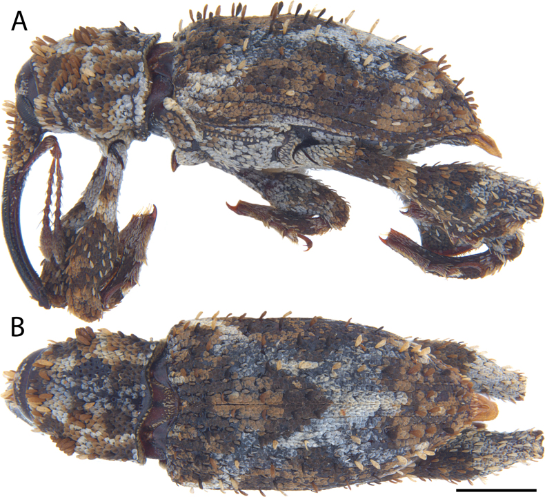 Figure 29