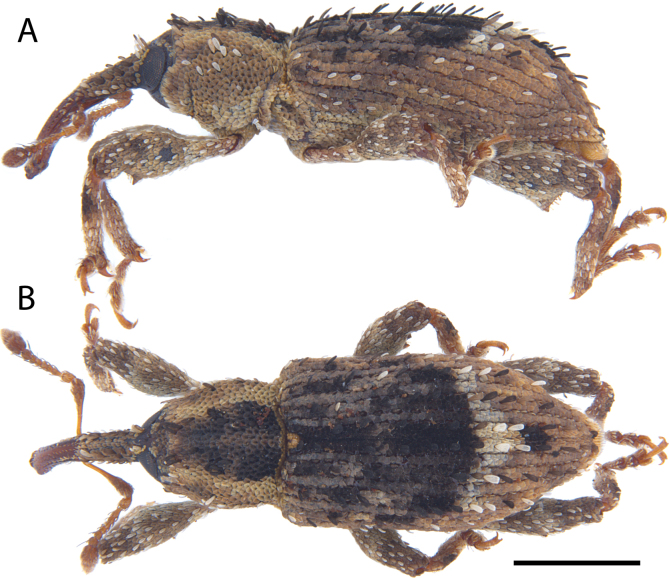 Figure 30