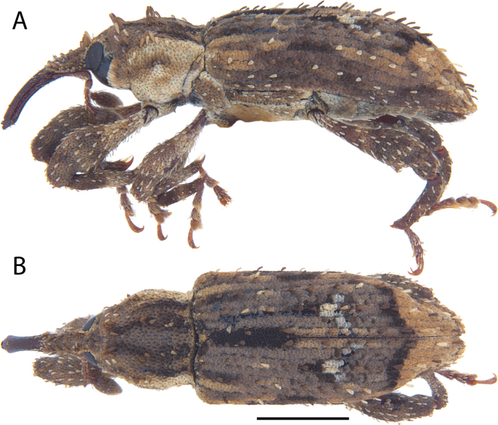 Figure 31