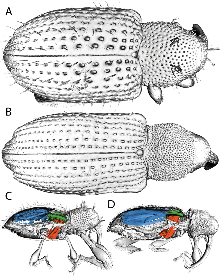 Figure 32