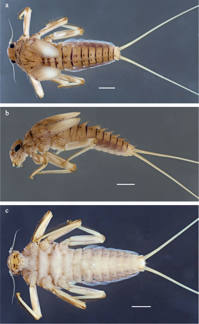 Figure 6