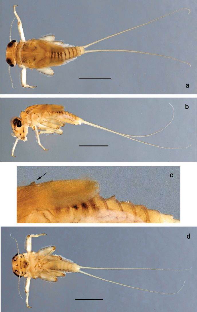 Figure 12