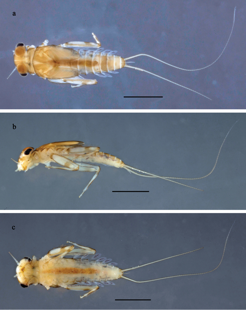 Figure 20