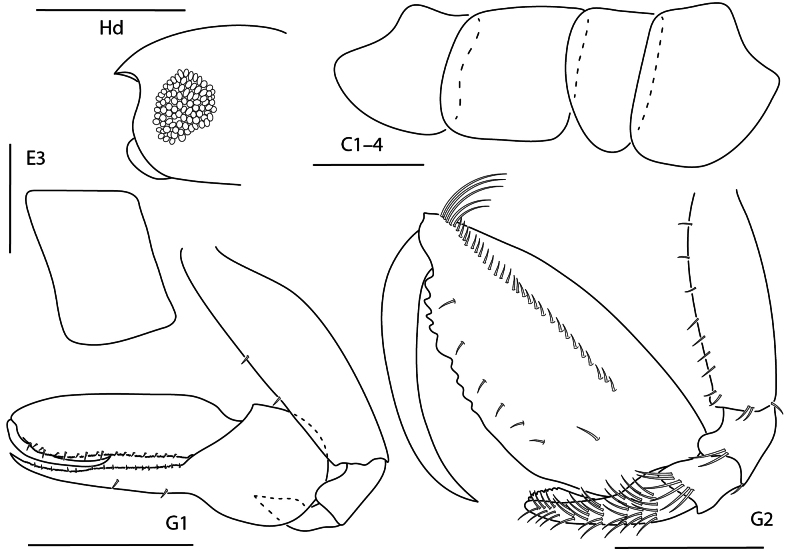 Figure 19