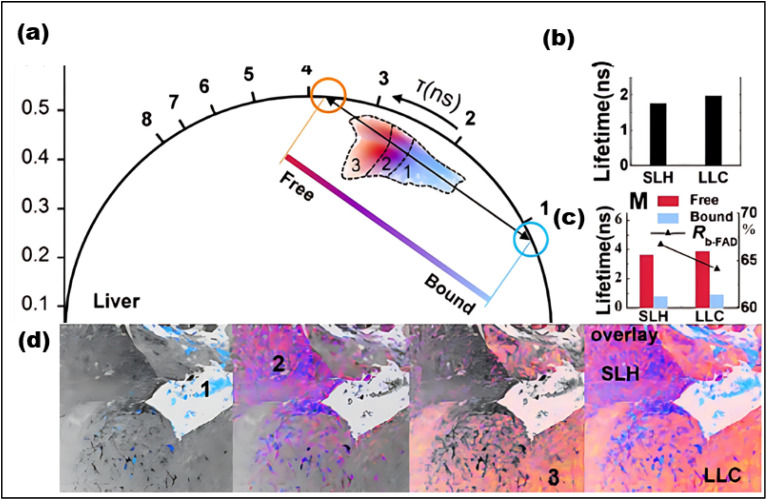 Fig. 19