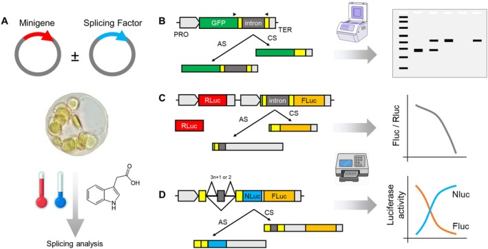 FIGURE 4