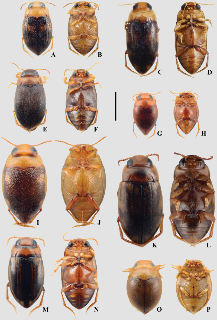 Figure 7