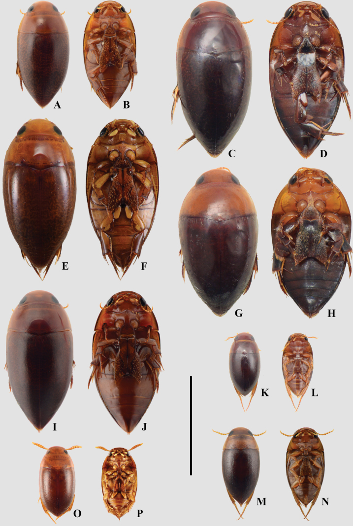 Figure 11