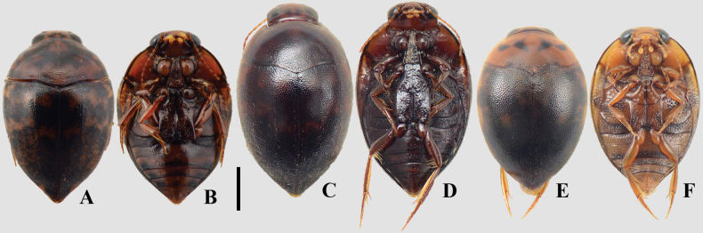 Figure 12