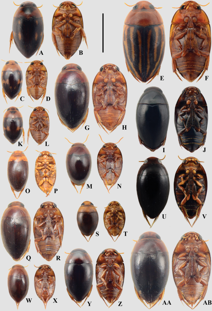 Figure 13