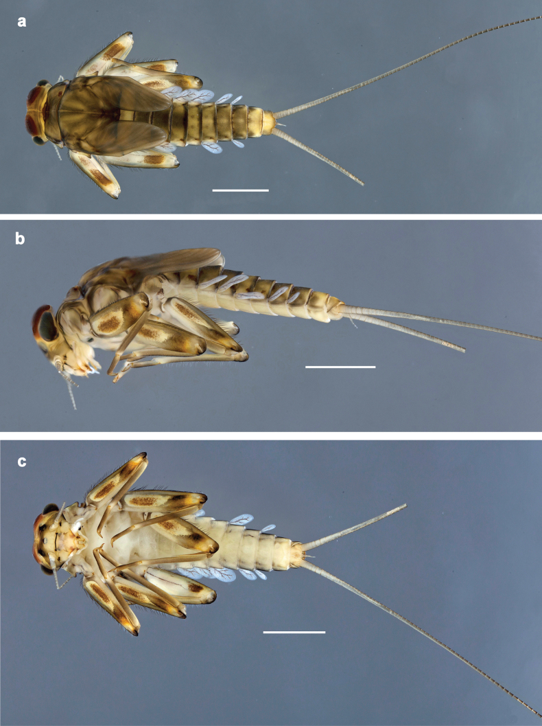 Figure 15
