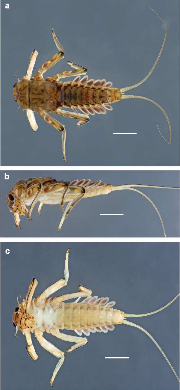 Figure 18