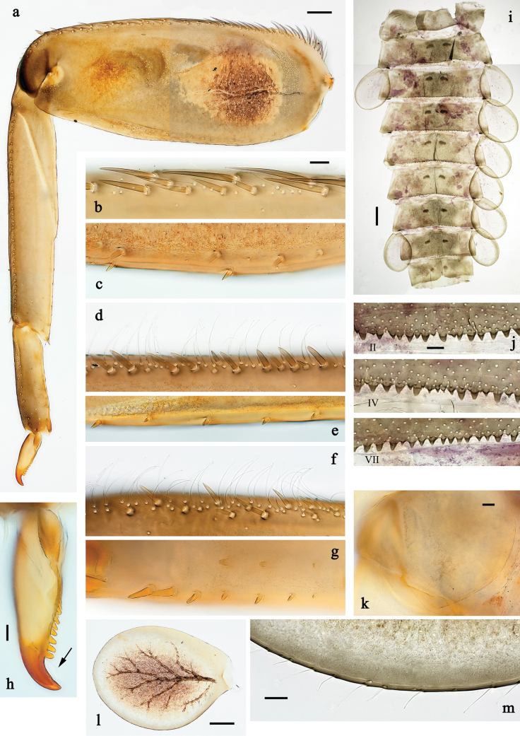 Figure 20