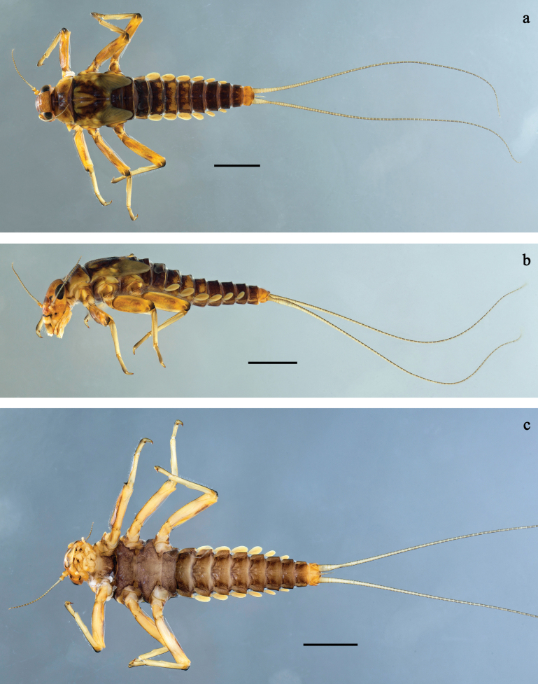 Figure 21