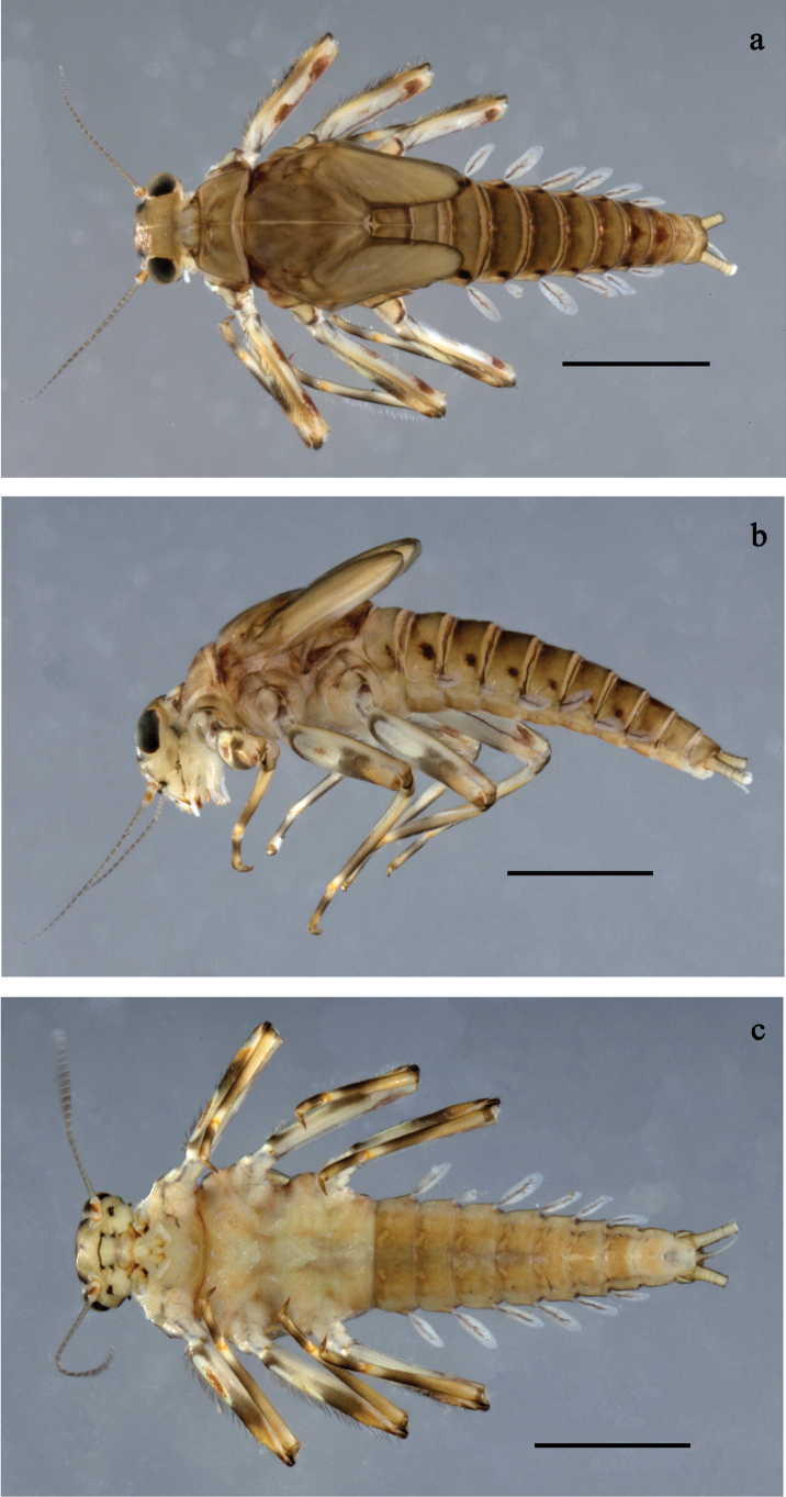 Figure 24