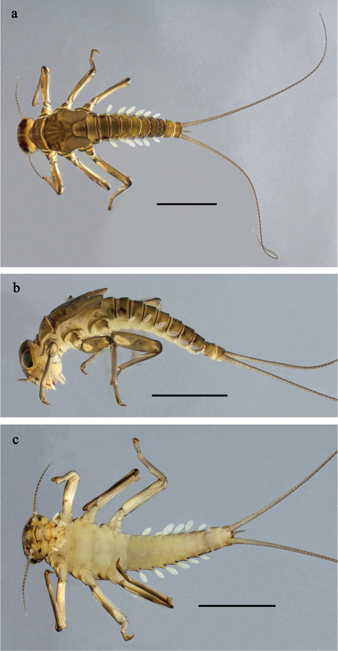 Figure 27