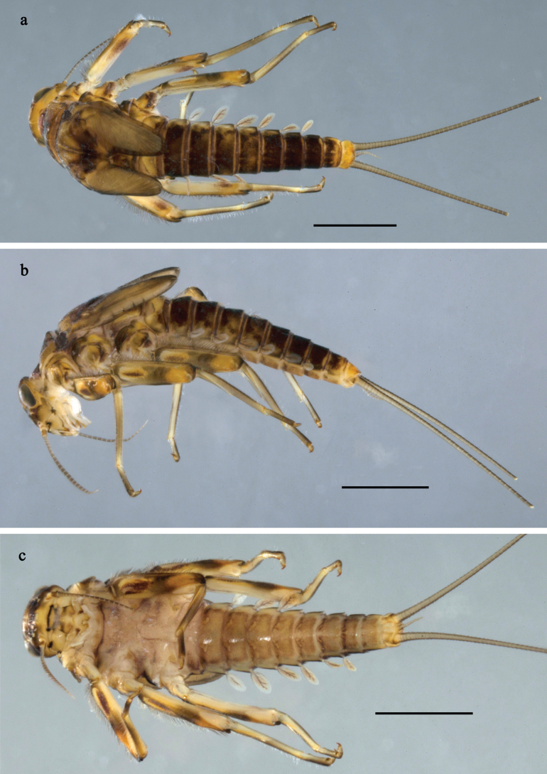 Figure 30