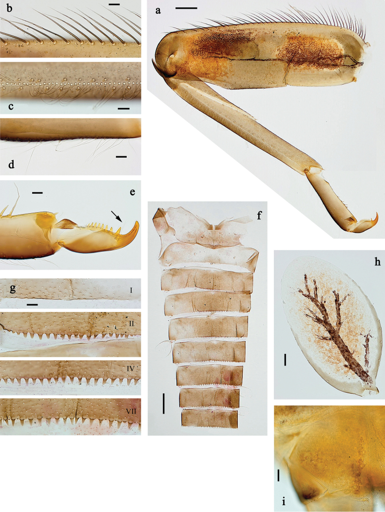 Figure 32