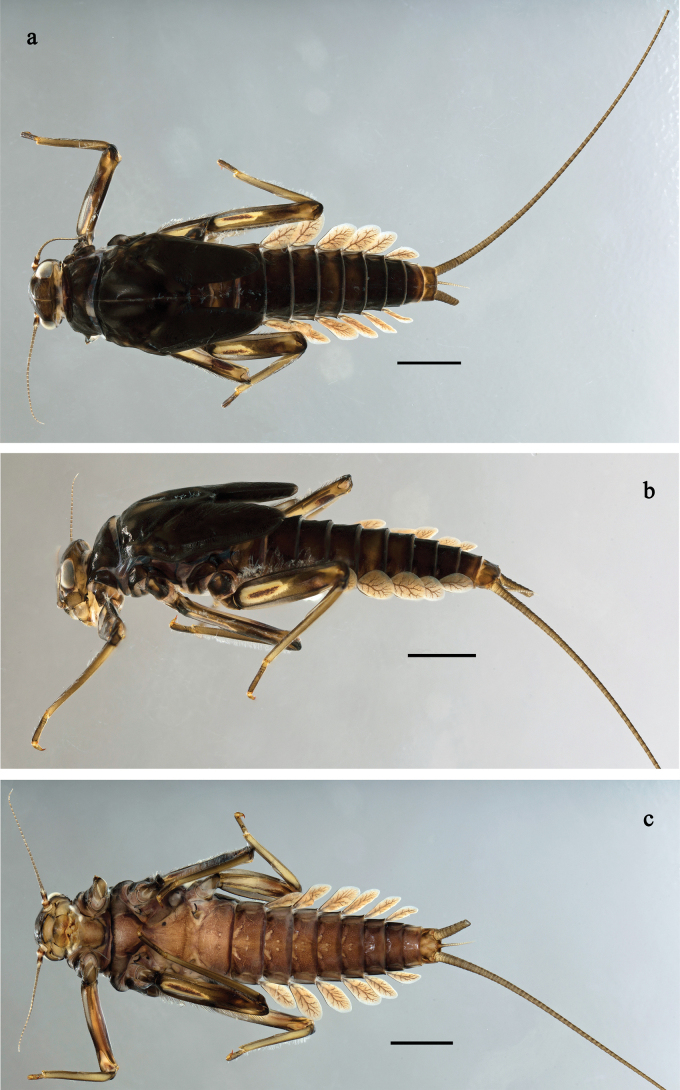 Figure 33