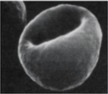 Figure 29