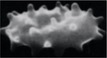 Figure 40