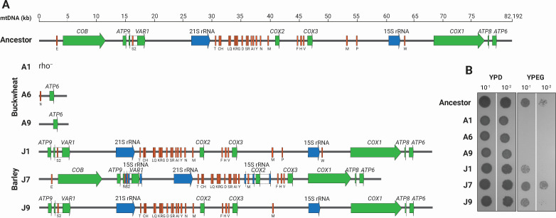 Figure 6