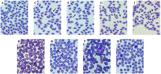 Figure 12
