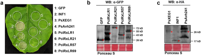 Figure 7