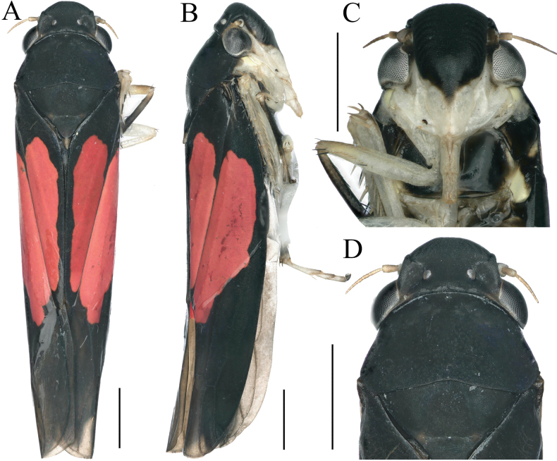 Figure 4