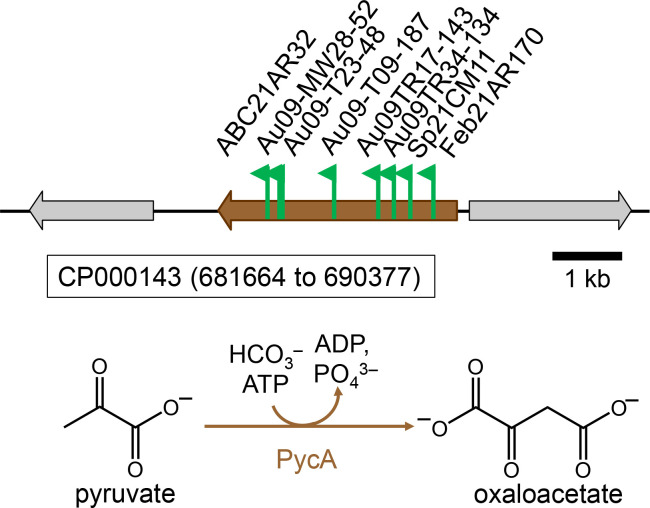 Figure 7